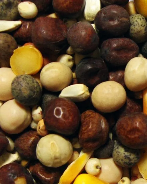 Browns Pigeon Conditioning Small Corn Pigeon Feed