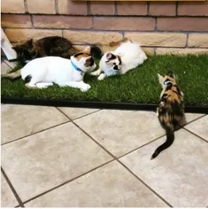 Fresh Patch Cat (XL)