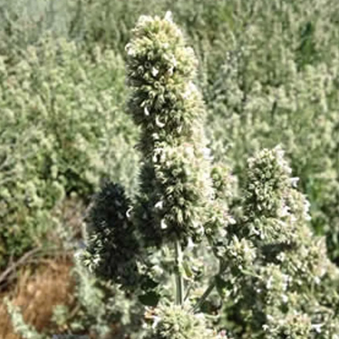 From the Field All Natural Organic Catnip