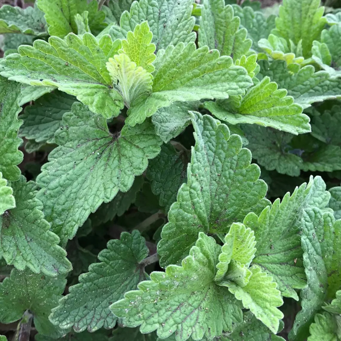 From the Field All Natural Organic Catnip
