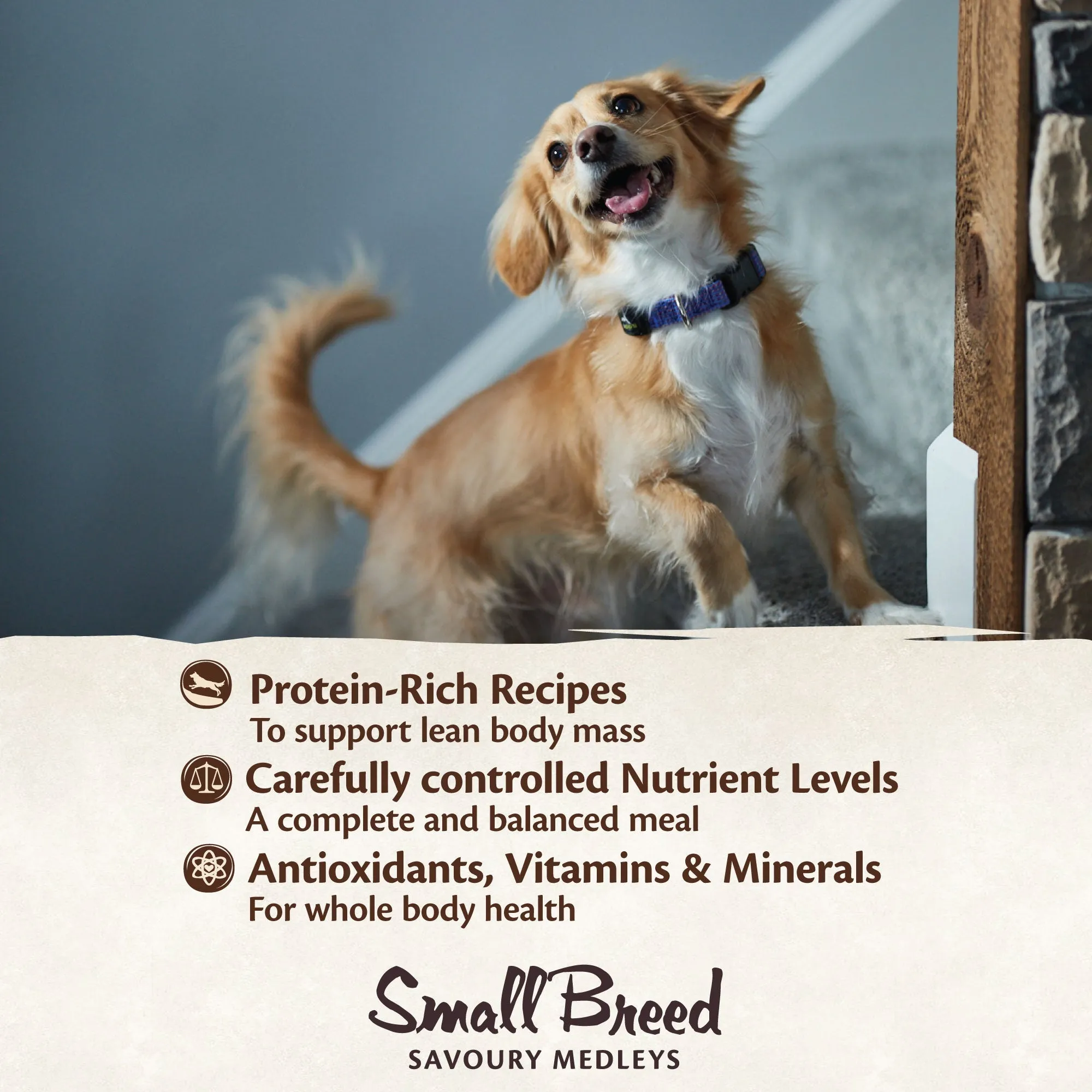 Wellness CORE Savoury Medleys Chicken, Turkey, Carrots and Green Beans Wet Small Dog Food 85g***